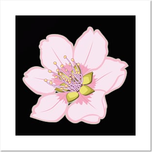 Sakura Cherry Blossom Flower Vector Design Posters and Art